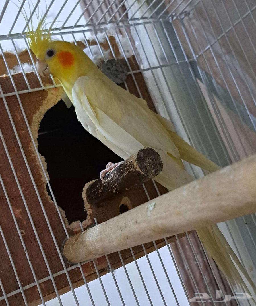 ذكر كروان لاتينو عيون حمر منتج64327398527874110