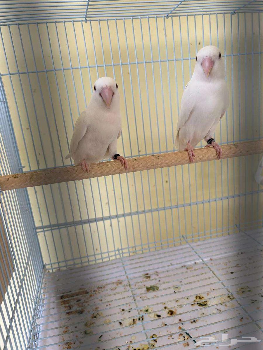 زوج روز البينو منتج64327901168641111