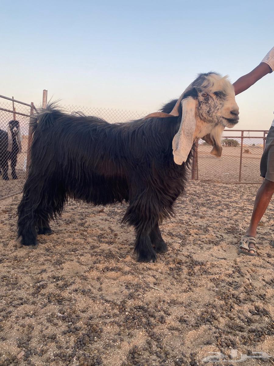 Tibs Al-Fahal64329259652738111