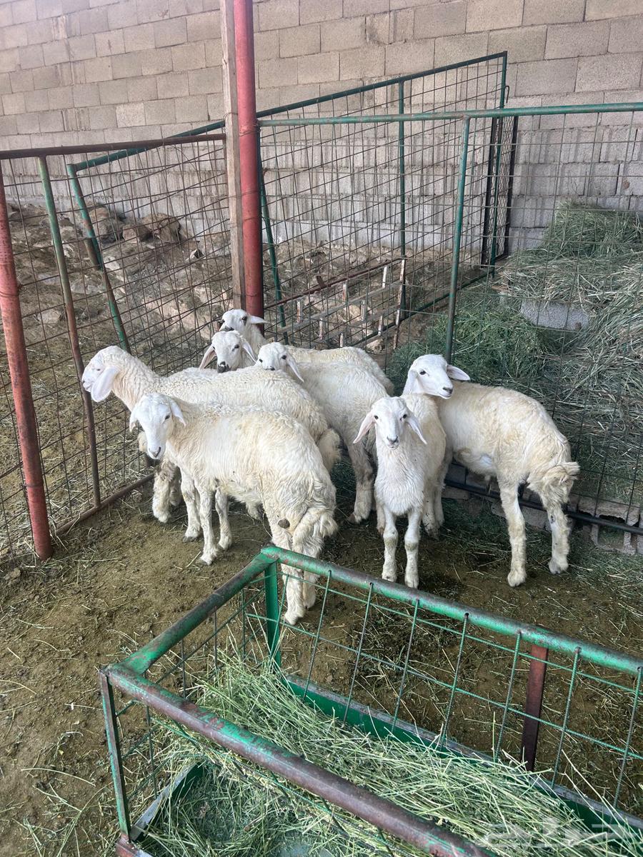 غنم 24 راس للبيع64329319801603112