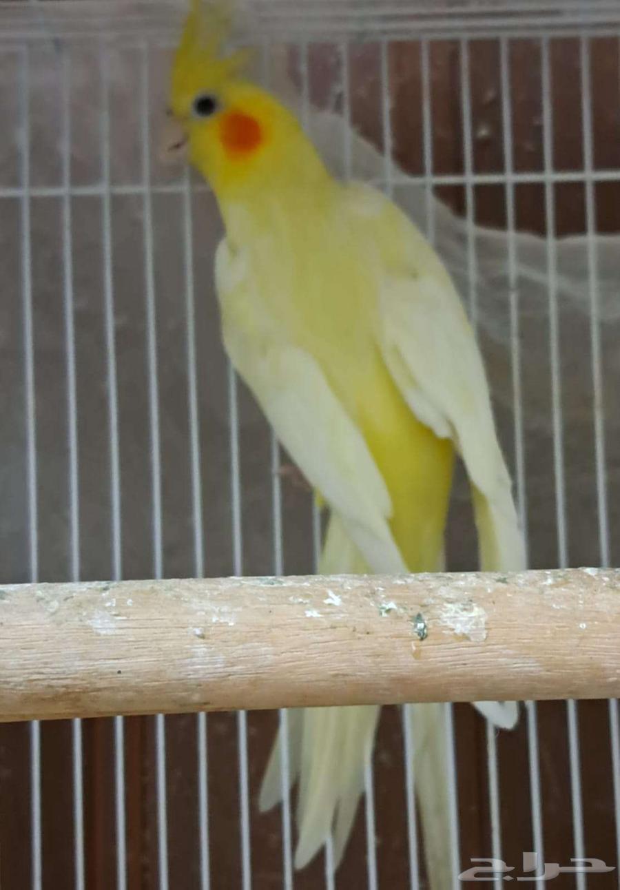 ذكر كروان لاتينو عيون حمر منتج64327398527874112