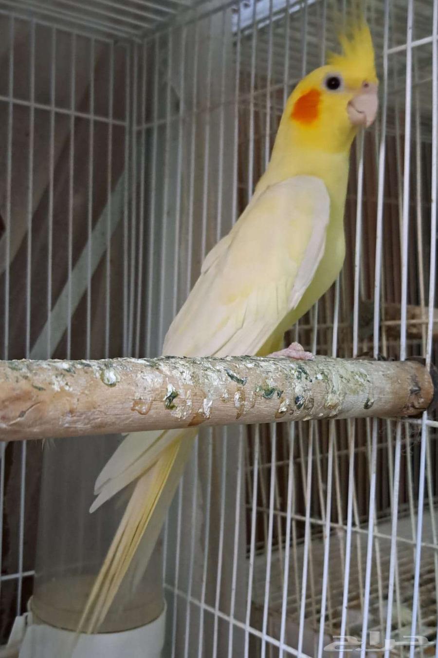 ذكر كروان لاتينو عيون حمر منتج64327398527874111