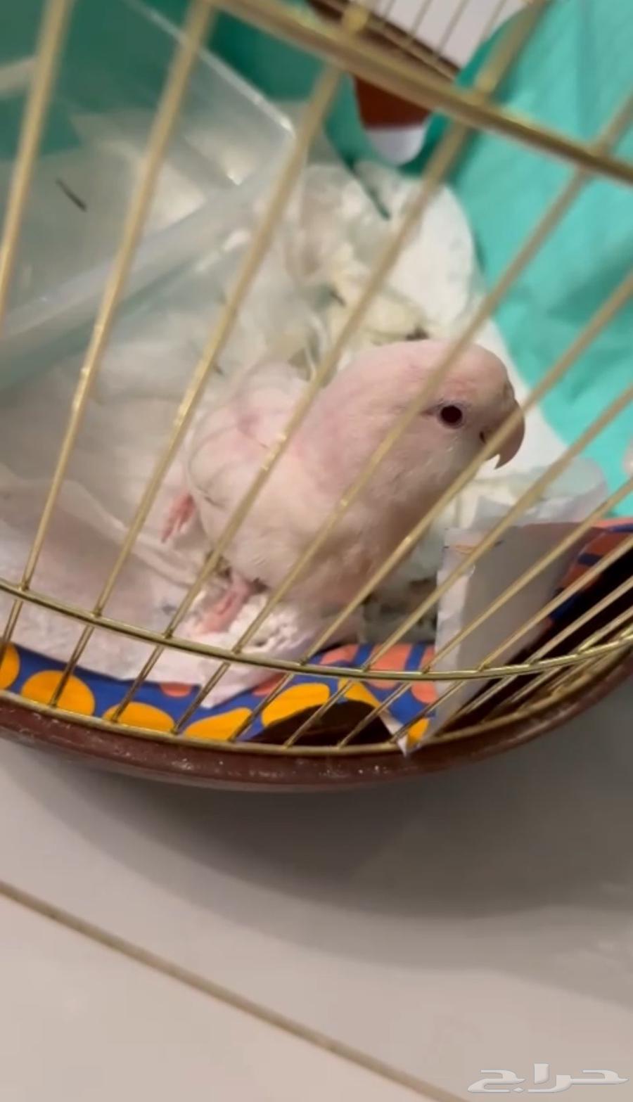 جوز روز للبيع ذكر وانثى منتجين64330311391491110