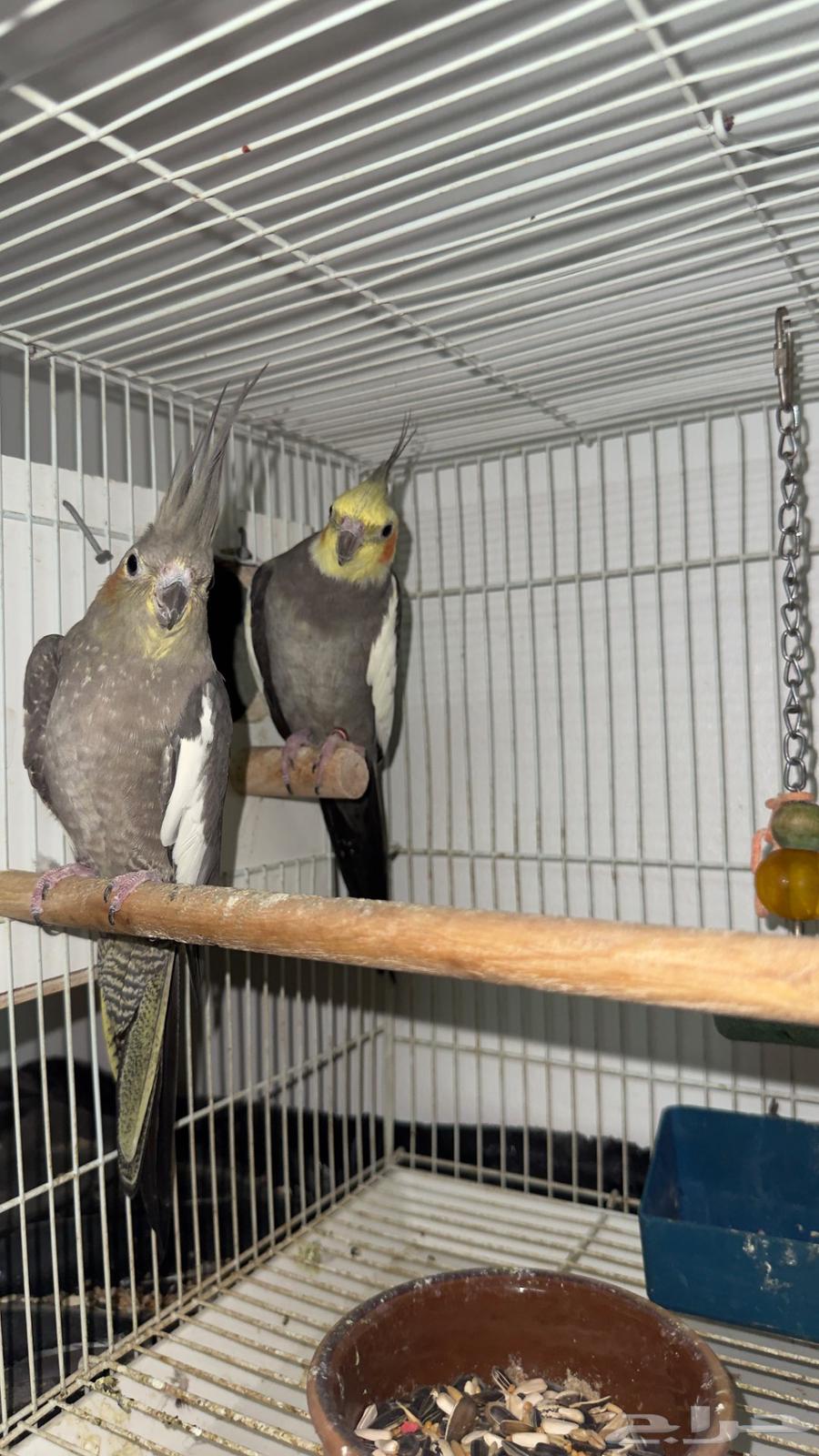 ببغاء الكروان64345135720706112