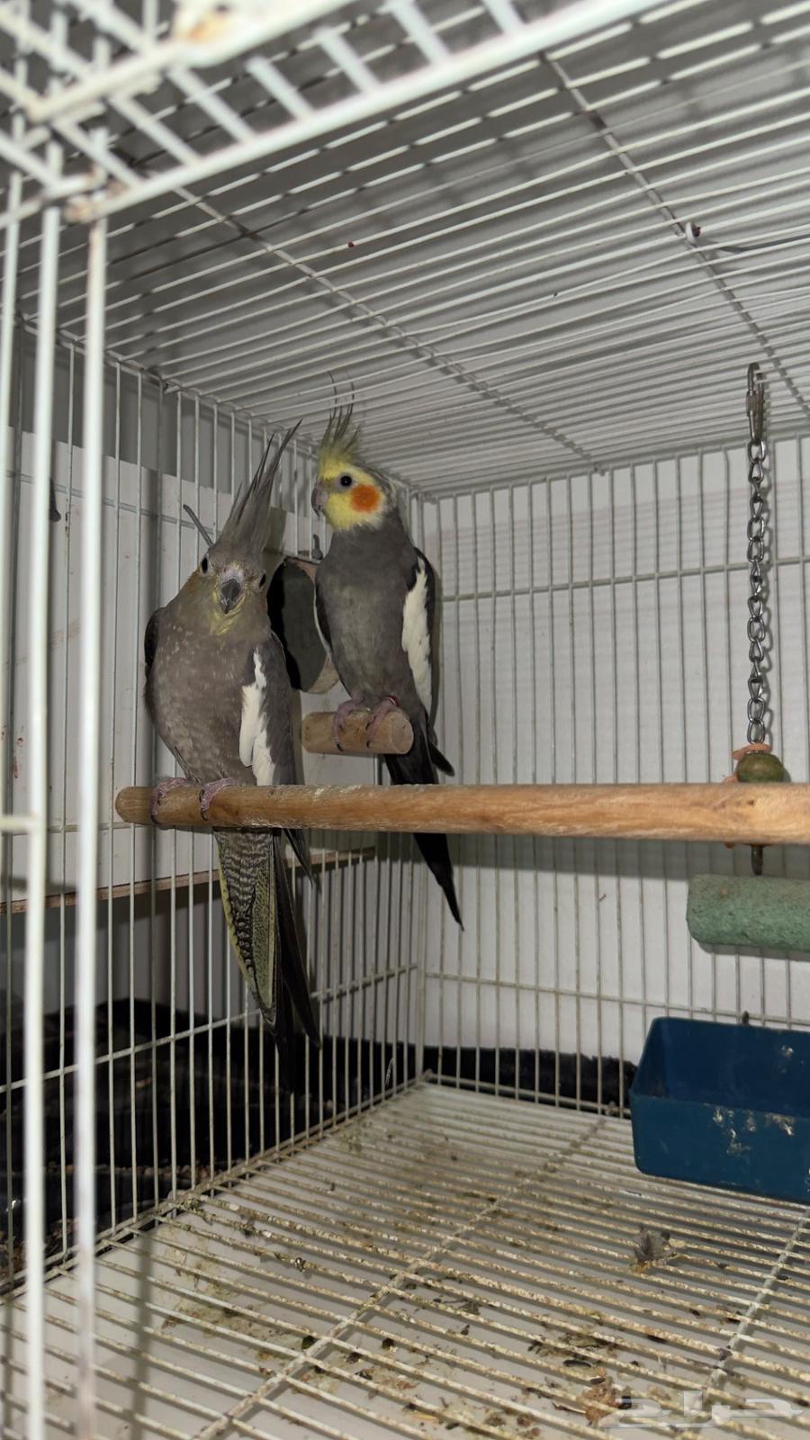 ببغاء الكروان64345135720706110