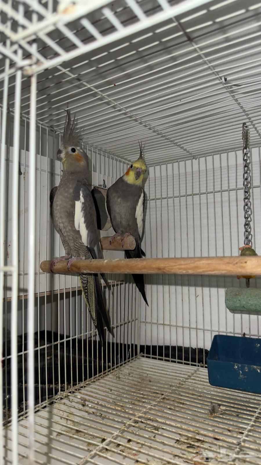 ببغاء الكروان64345135720706111