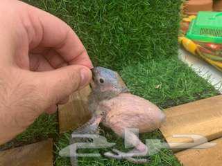 فرخ لوري اليف غر64344198552961110