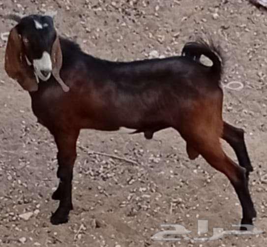 Kid from 5 to 6 months64338422206466111