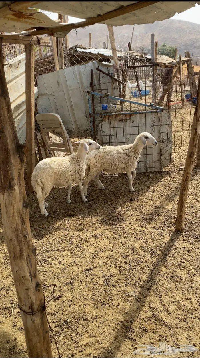 رخال حريه طيبه64346059363075112