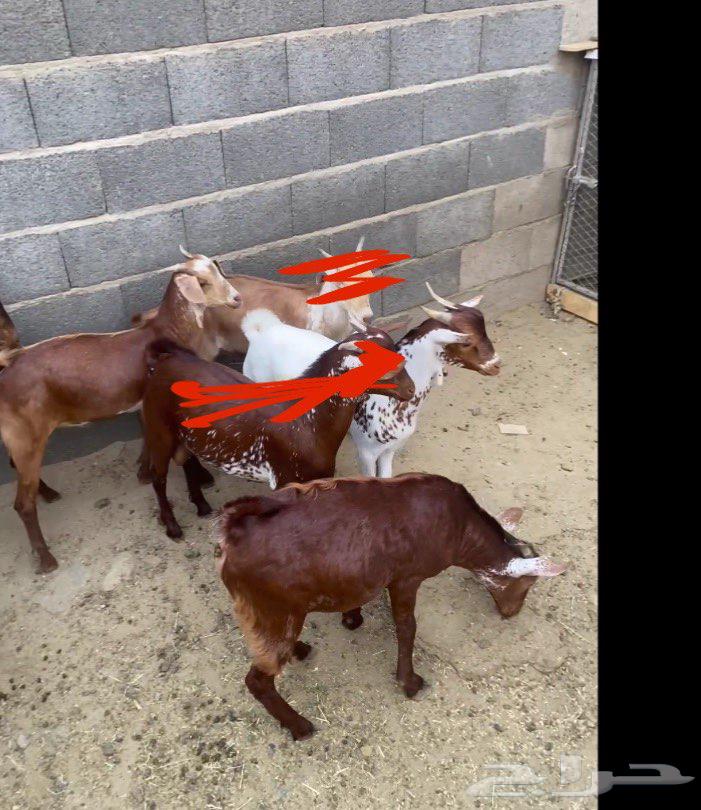 Goats for sale, slaughtered64338331953666110