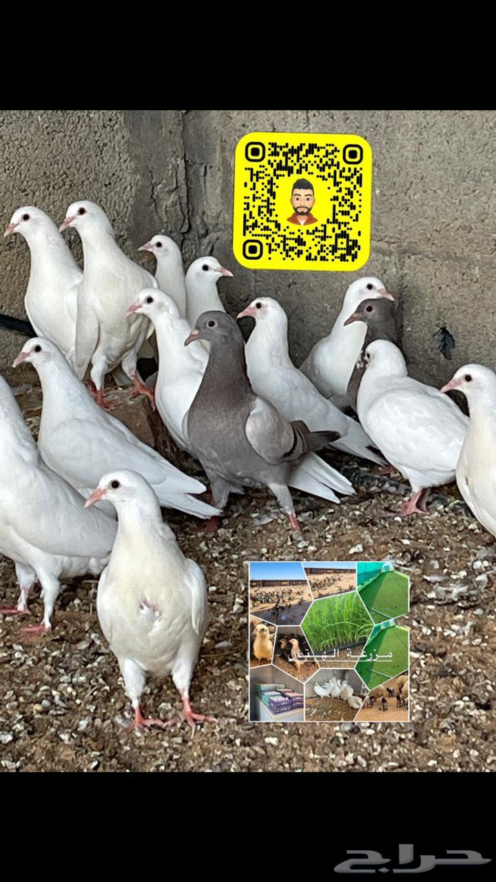 حمام فرنسي لاحم (طبات زغاليل) وحمام سلفر زغاليل64346133657729113