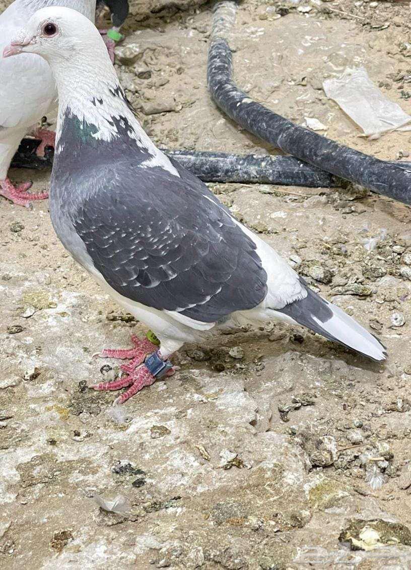 الحاسا العيون السنية64365645264643110