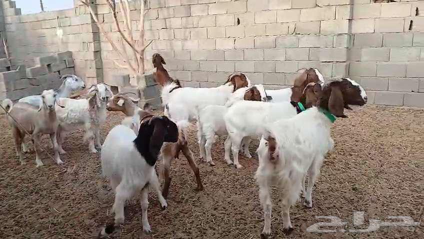 ماعز مقاني هجين على شامى64339301161602110