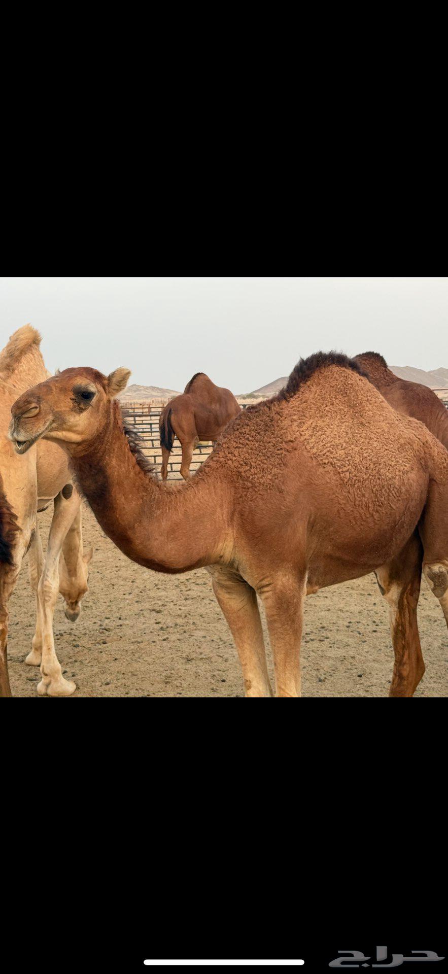 للبيع بكره باكستانيه64338094318465112