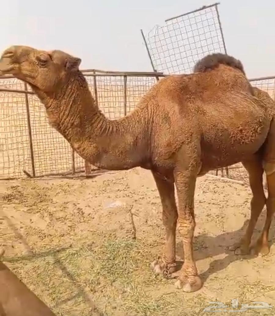 للبيع بعير أحمر64339436315139114