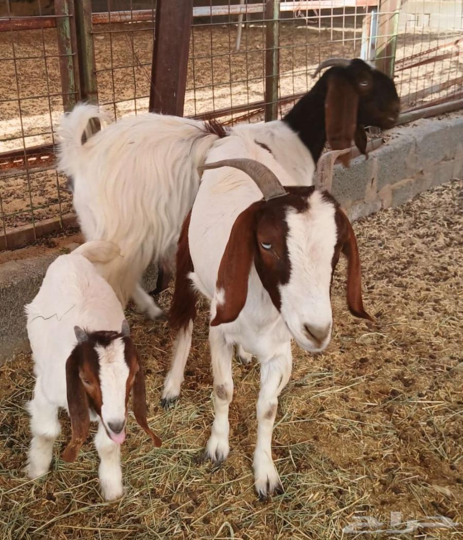 ماعز مقاني هجين على شامى64339301161602112