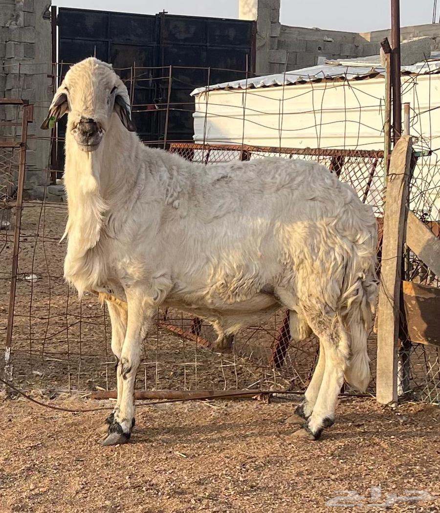 Sawakni Stallion, White, Conditioned for Speed, Production, and Malitia64349242431361111