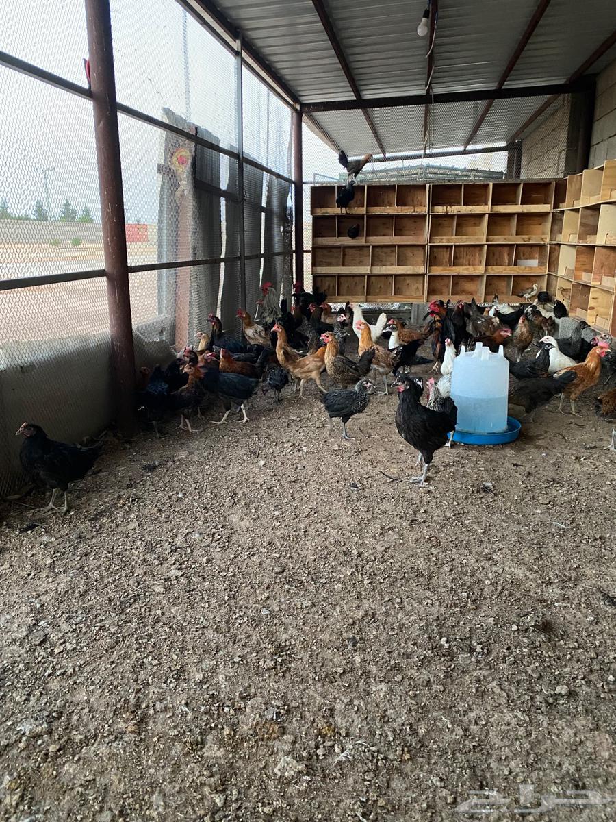 دجاج بلدي للبيع64338534123139111