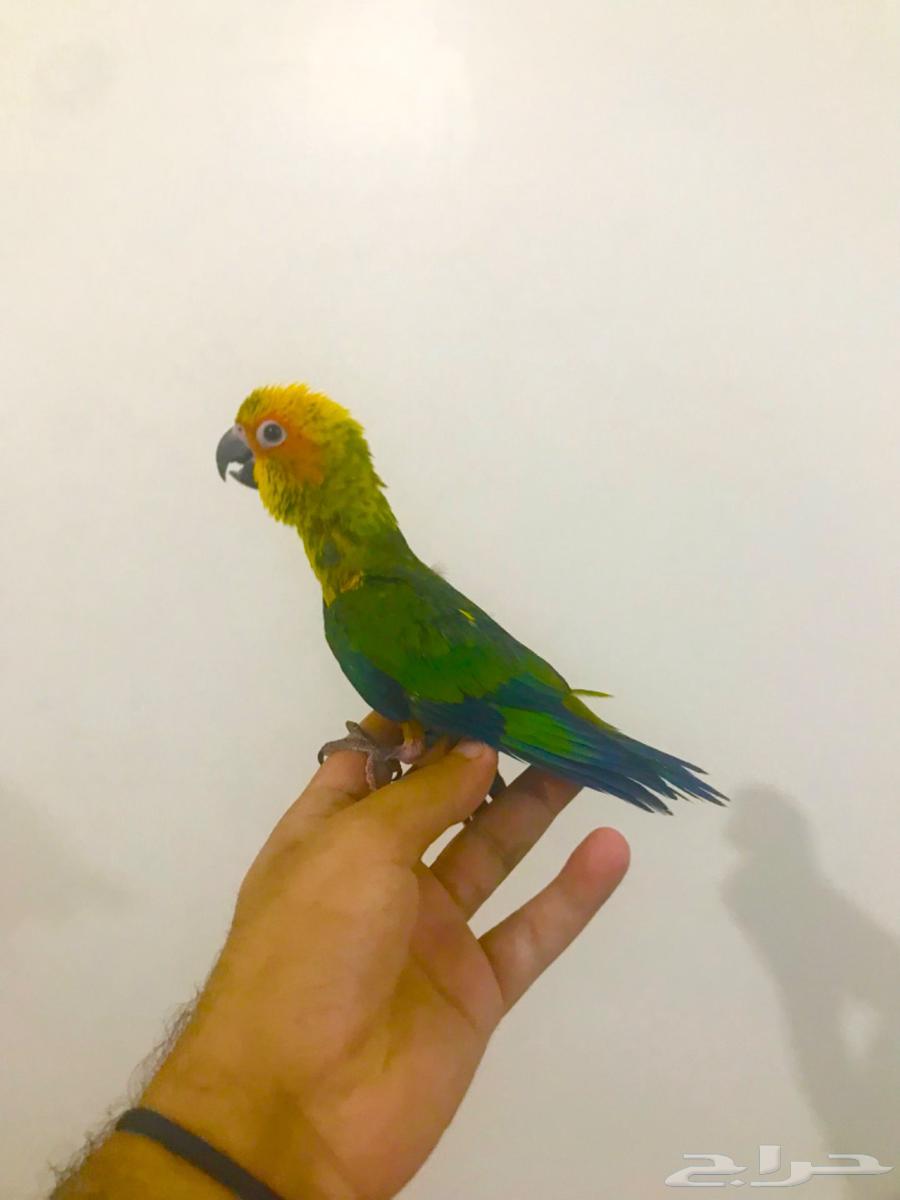 صن كنيور فرخ غر(تم البيع)64339047163521110