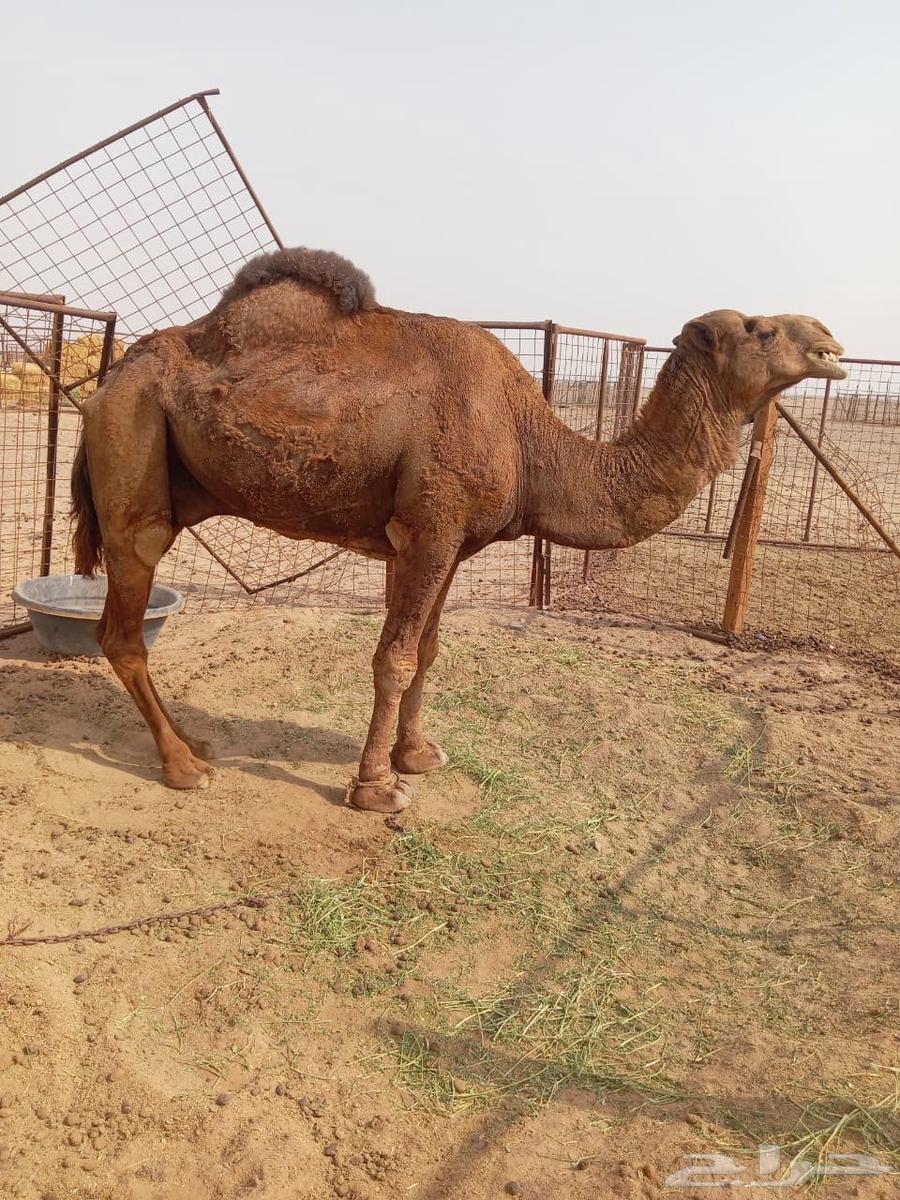 للبيع بعير أحمر64339436315139110