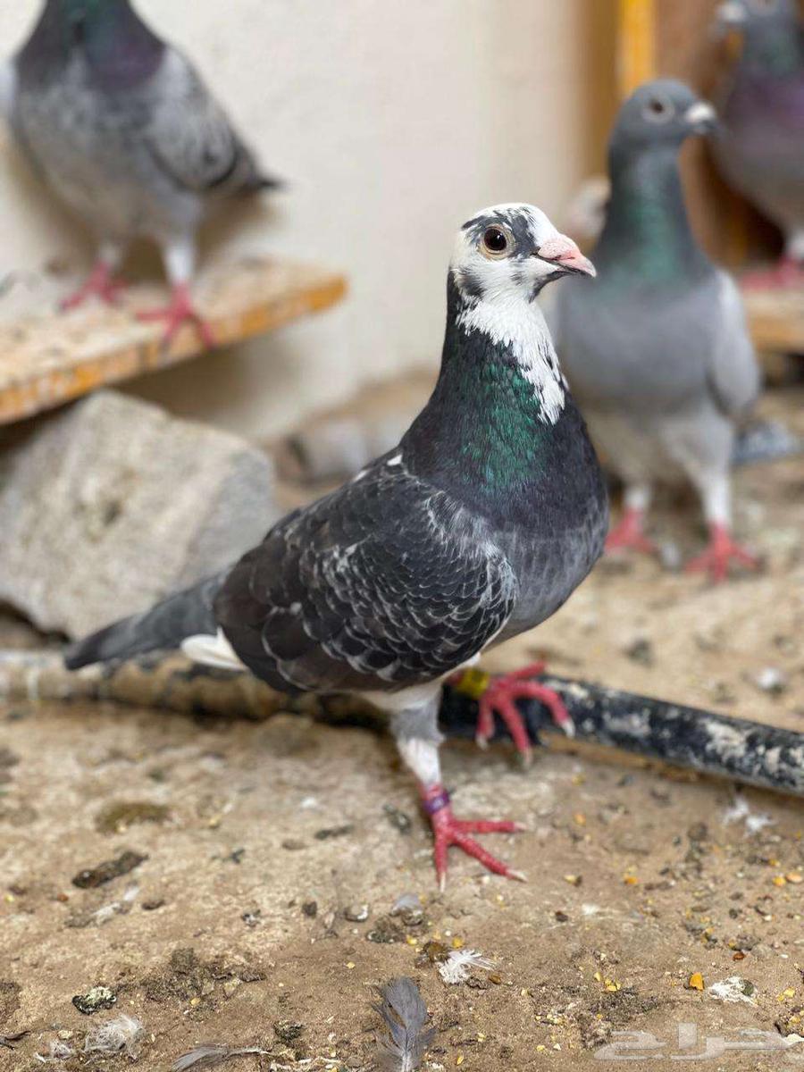 الحاسا العيون السنية64365645264643111