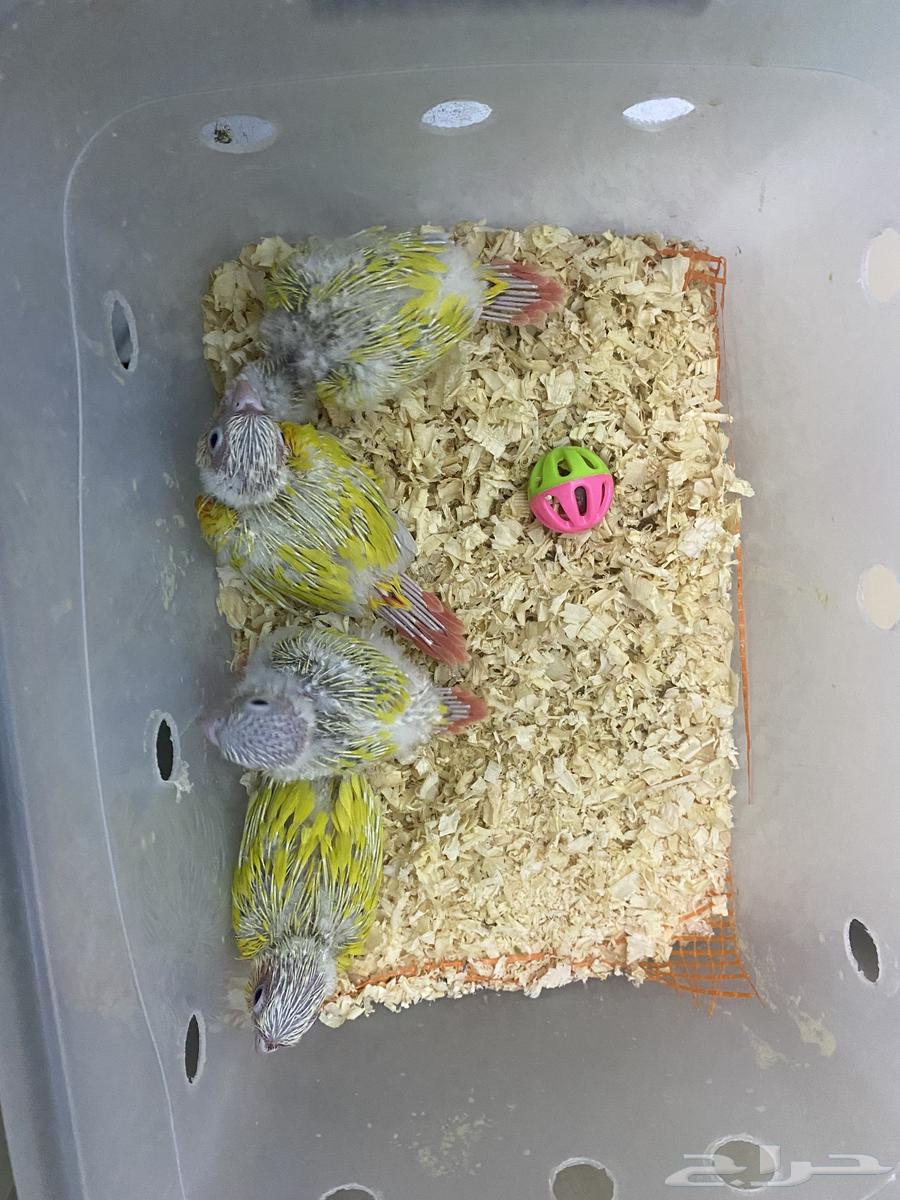 فروح كنيور صن شيك  وفروخ كروان64229492729731113