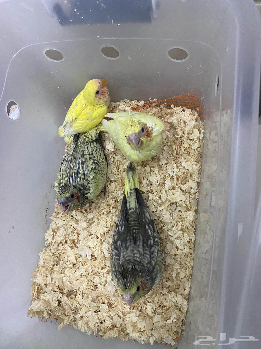 فروح كنيور صن شيك  وفروخ كروان64229492729731114