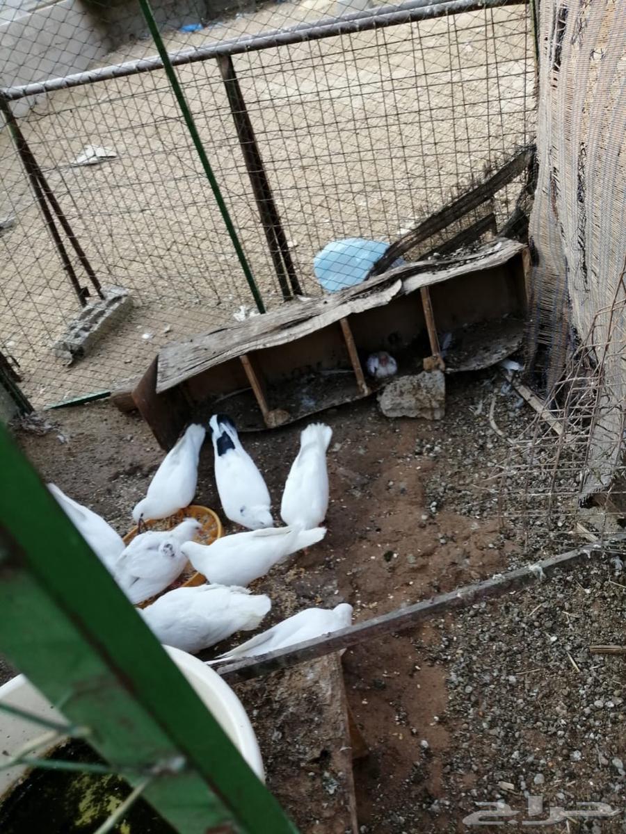 حمام مصري مع فرنسي حجم كبير مع عياله للبيع64347368481539112