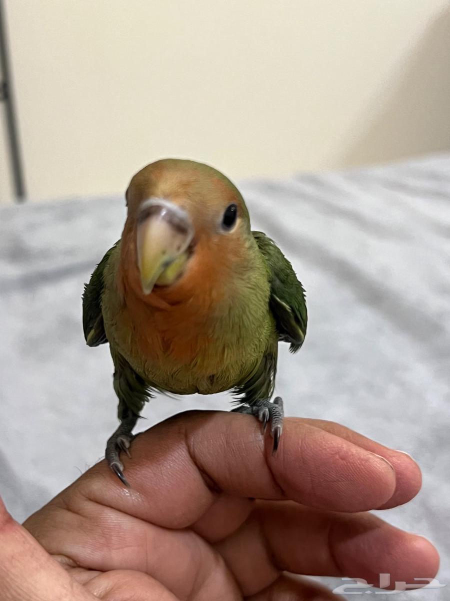 روز للبيع أليف حدا فرخ شهرين64348699492225111