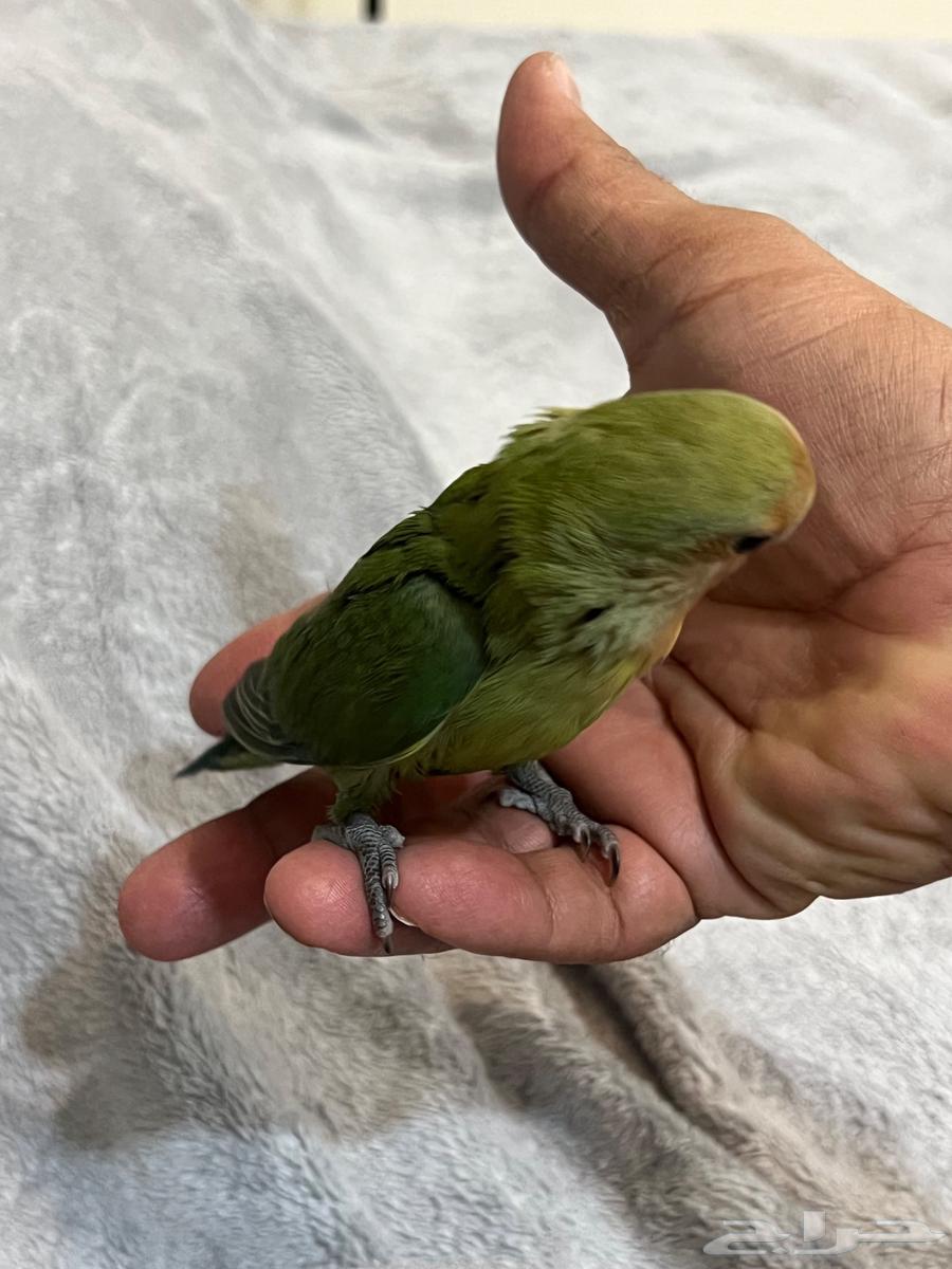 روز للبيع أليف حدا فرخ شهرين64348699492225113