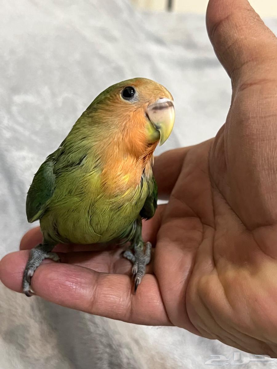 روز للبيع أليف حدا فرخ شهرين64348699492225114