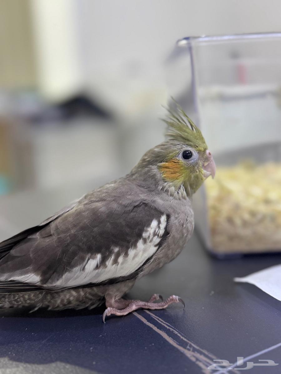 فرخ كروان نورمل مجنون غر64348949545089112