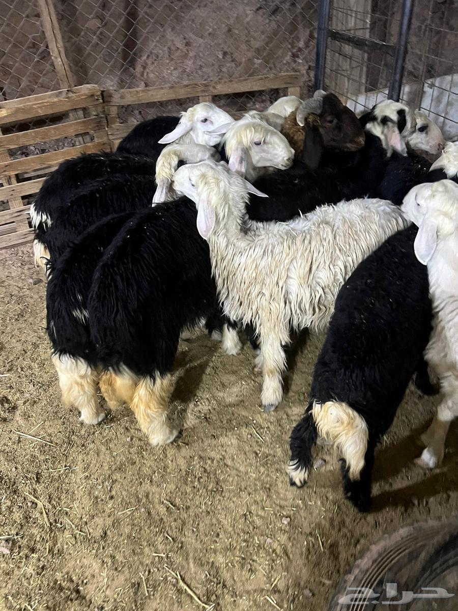 We need help64348978908161112