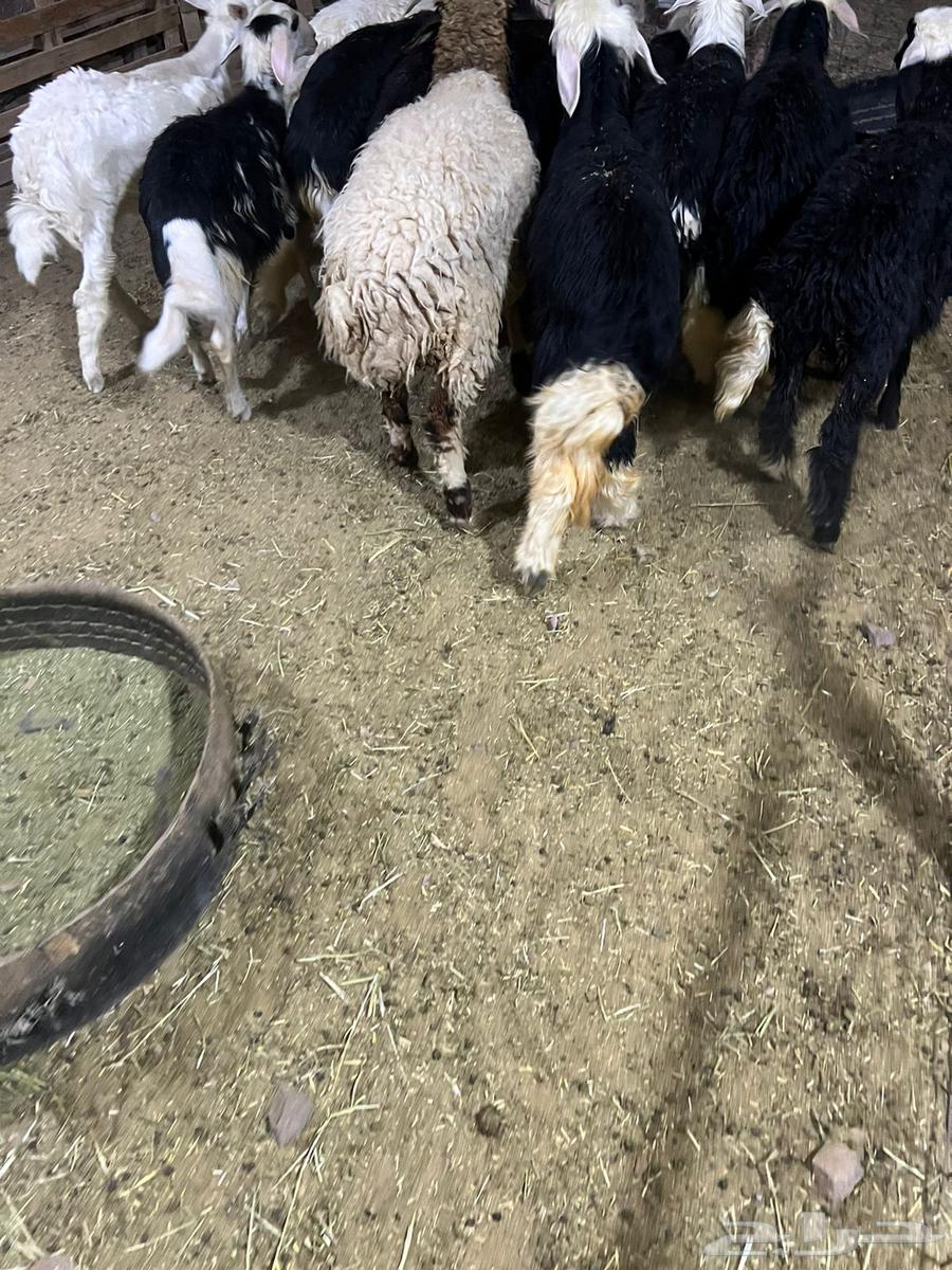 We need help64348978908161111