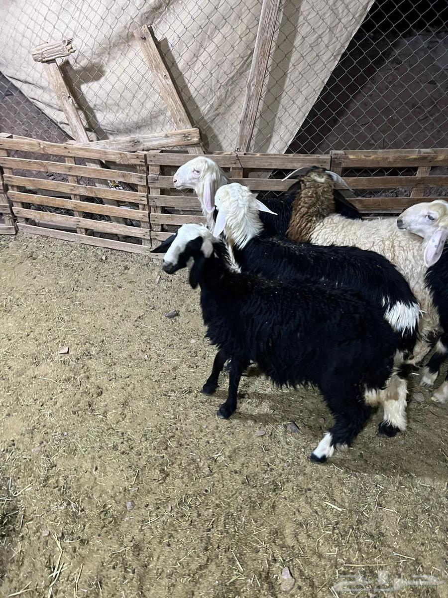 We need help64348978908161110