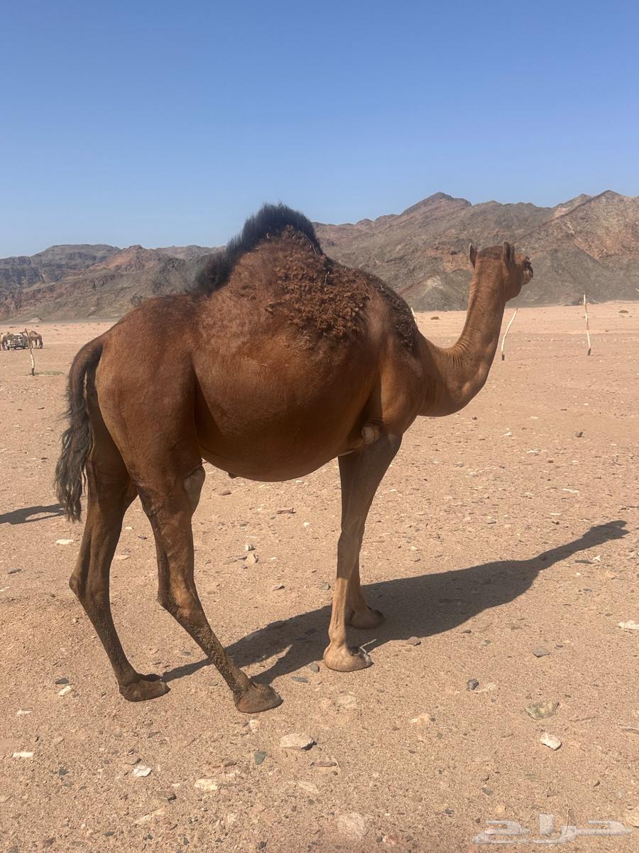 بكره لقحه حمرا64349140401027110