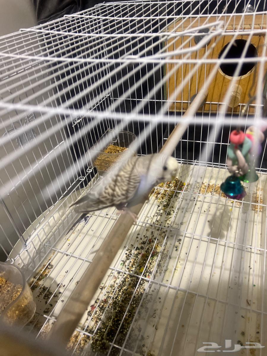 عصفور بادجي واحد64363294122241110