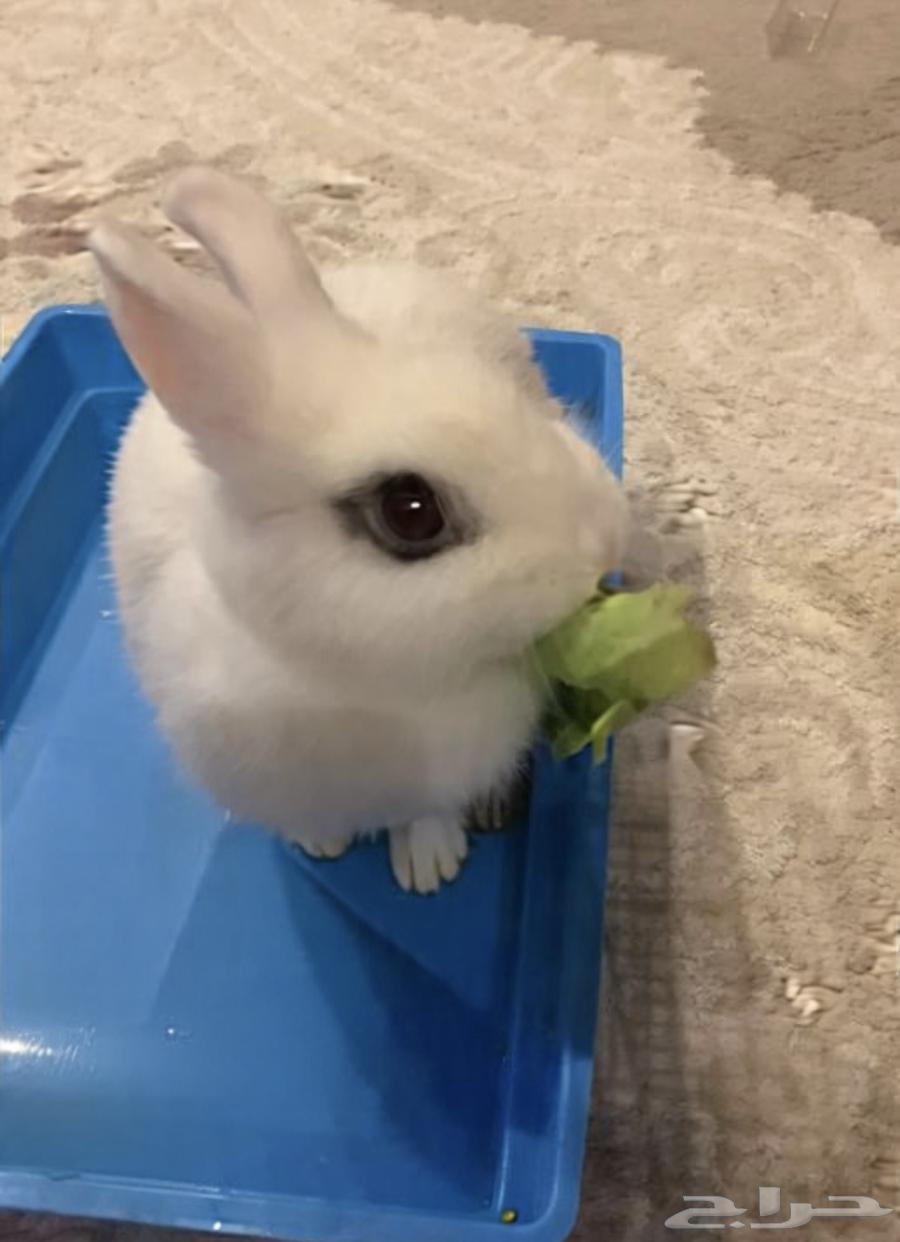 Hybrid dwarf rabbit64338735587330110