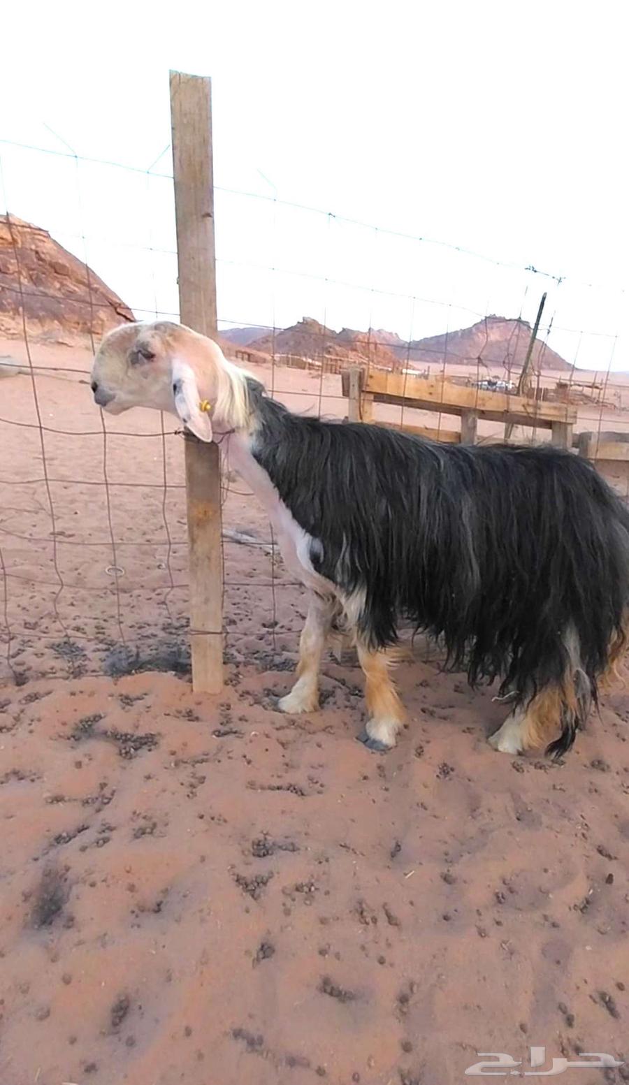 Najdi Stallion, Conditional Class64348964466307110