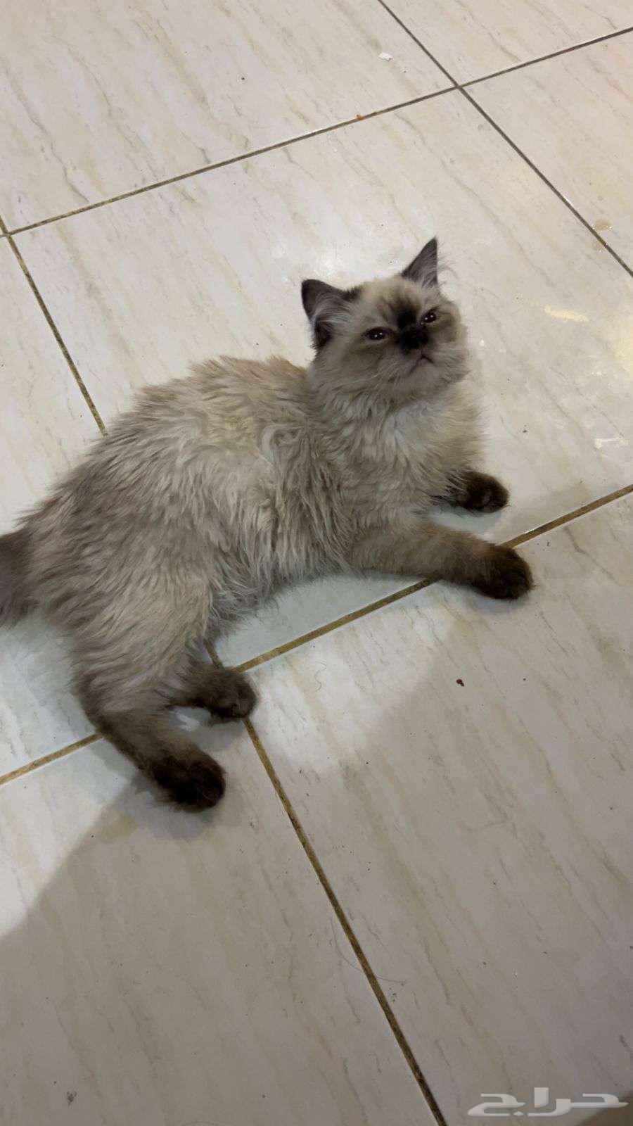 قط هملايا للبيع64360216639617111