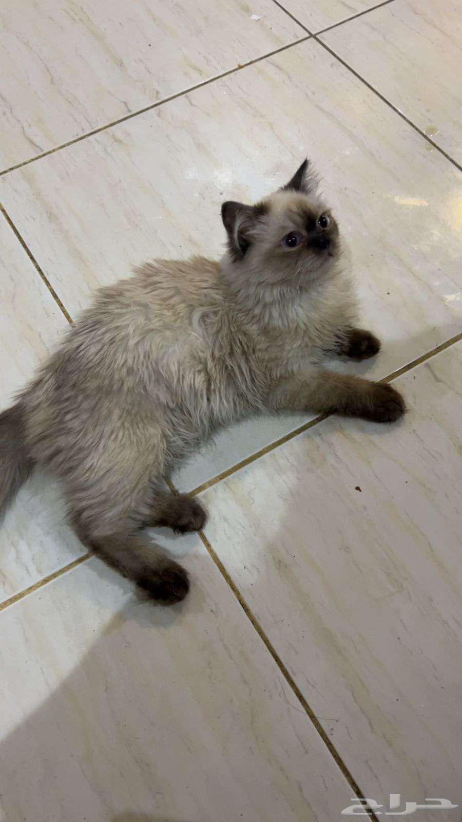 قط هملايا للبيع64360216639617110