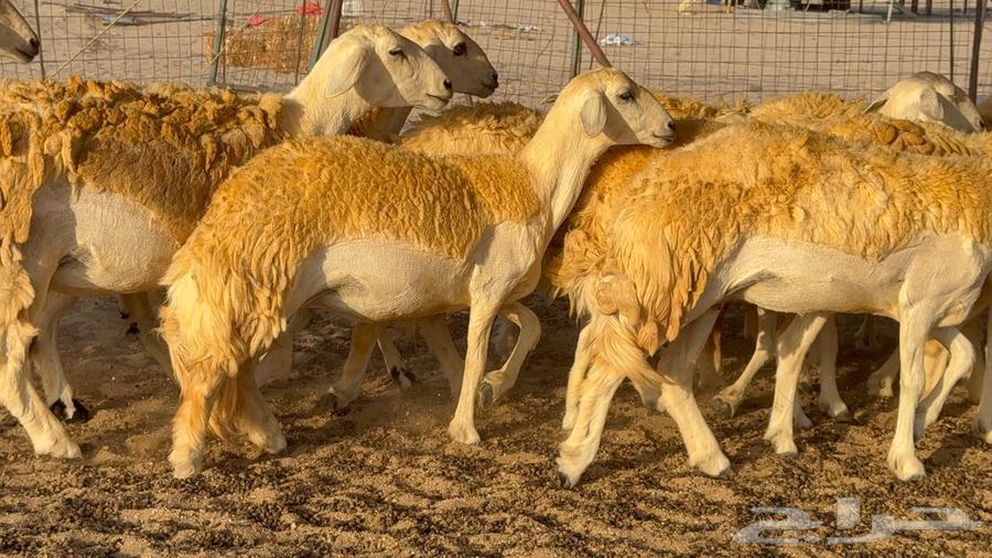 رخال صنف العدد 34 ب167064346428822914110