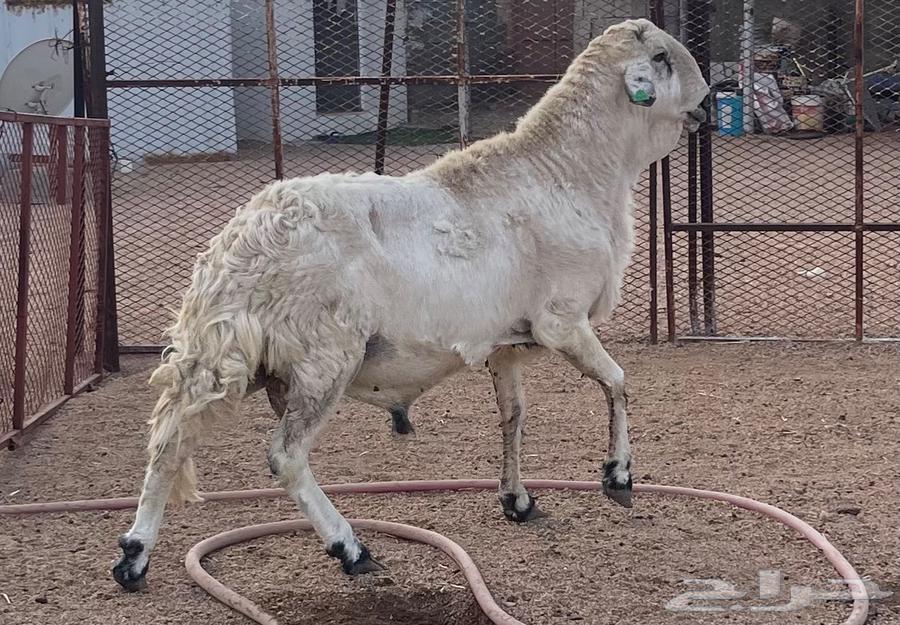 Sawakni Stallion, White, Conditioned for Speed, Production, and Malitia64349242431361112