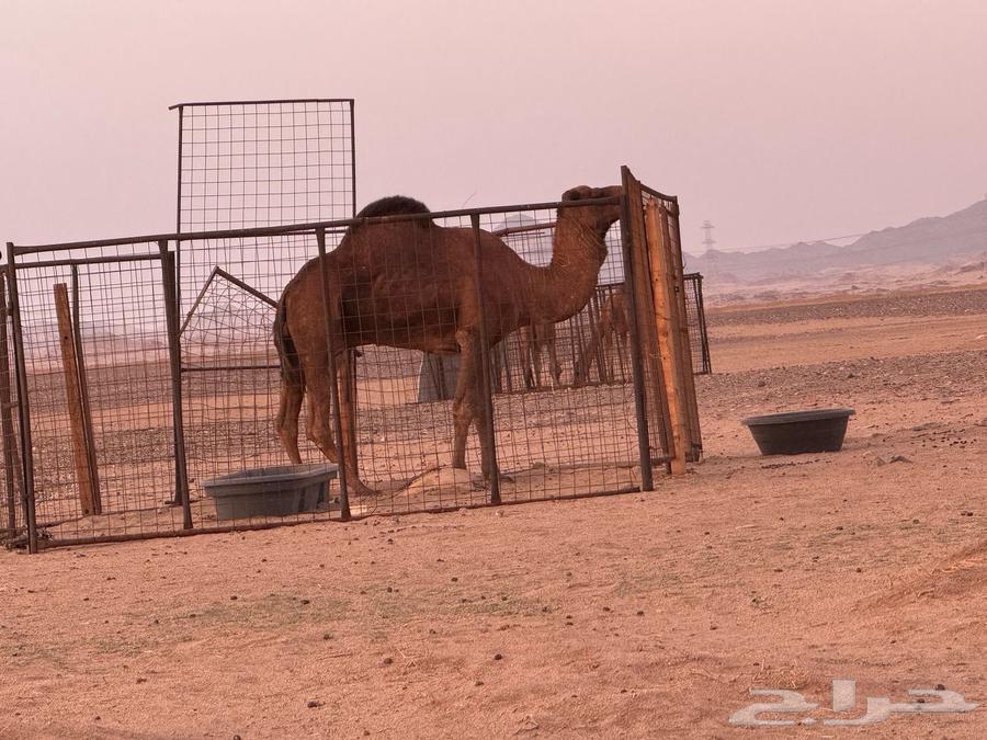 للبيع بعير أحمر64339436315139111