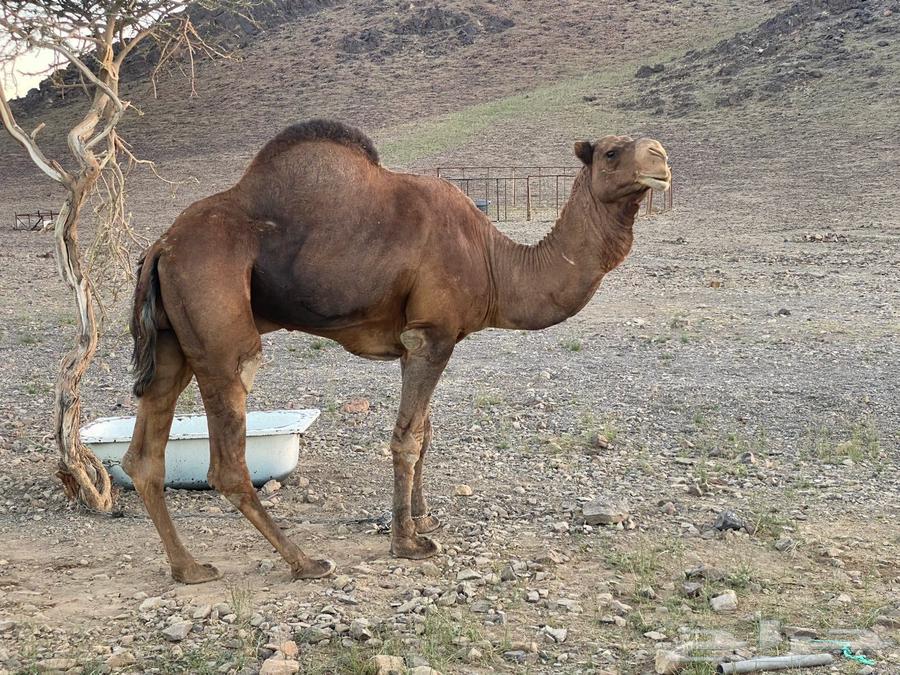 للبيع بعير أحمر64339436315139112