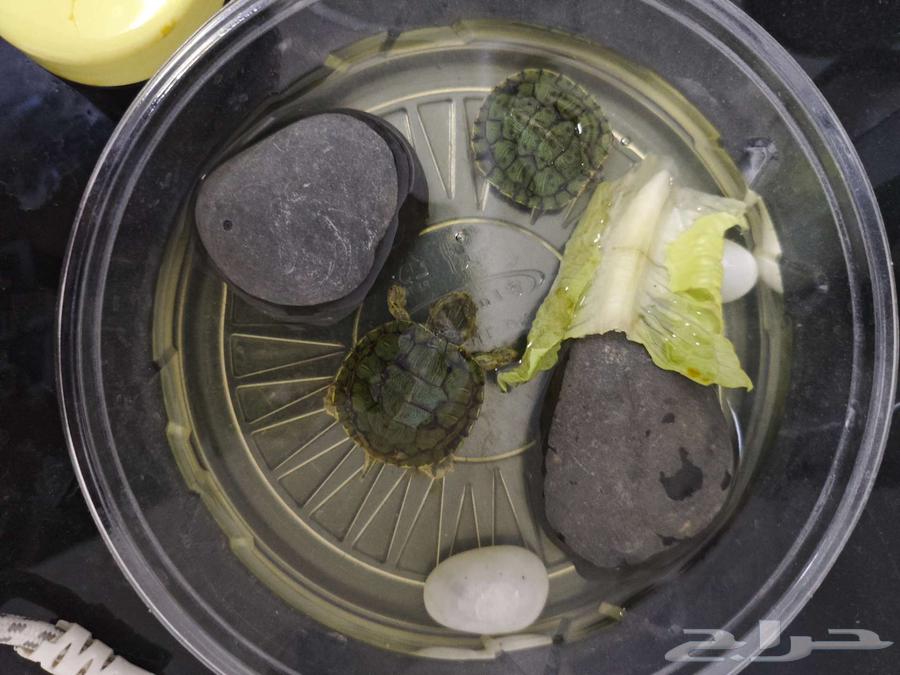 سلاحف للبيع64350070908034110