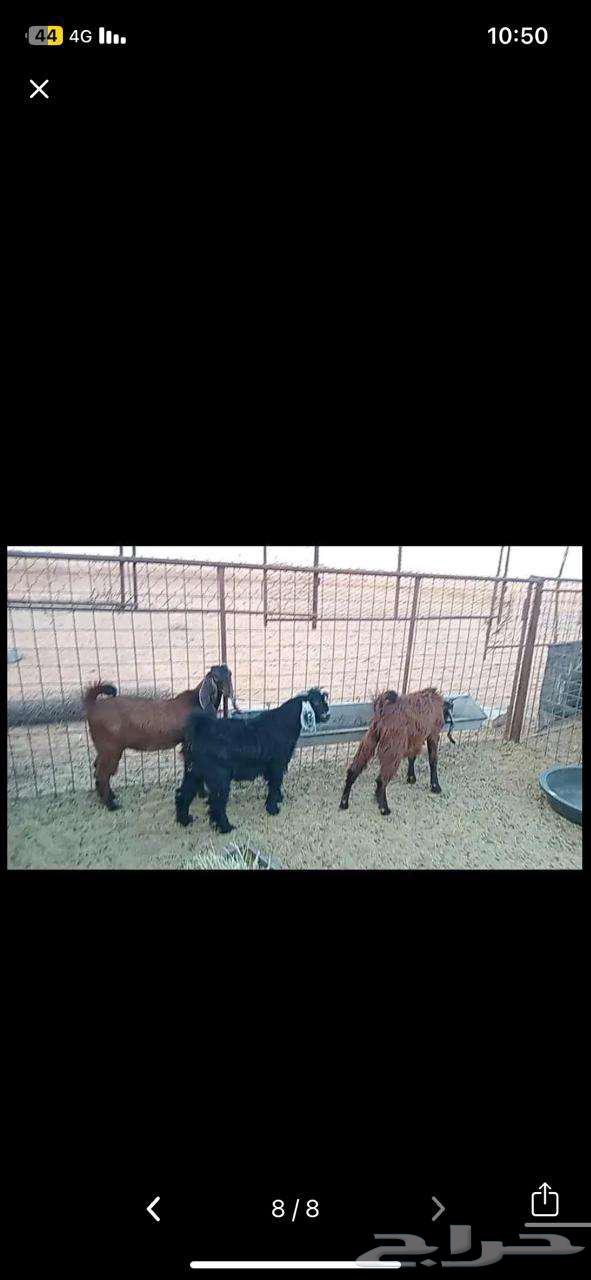 تيوس للبيع64353572689282110