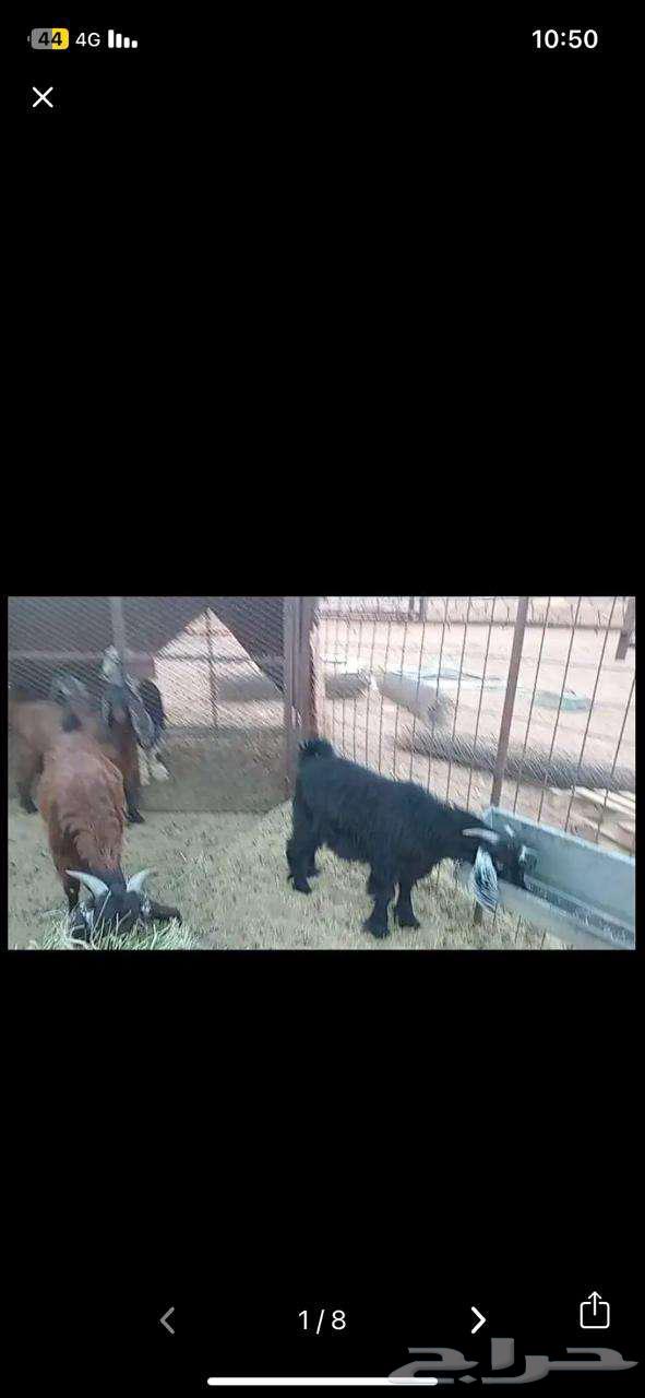 تيوس للبيع64353572689282113