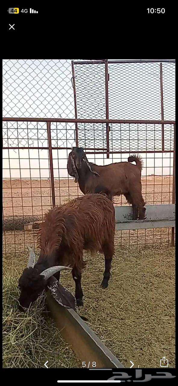 تيوس للبيع64353572689282114