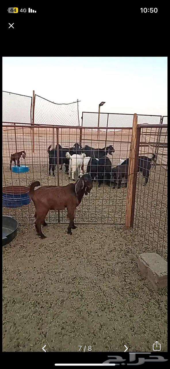 تيوس للبيع64353572689282112